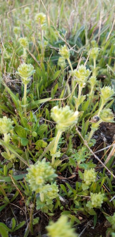Parentucellia flaviflora, photographed by purperlibel