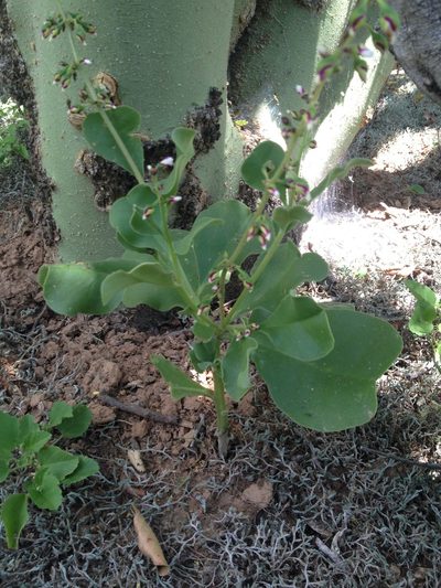Amphipetalum paraguayense, photographed by Étienne Lacroix-Carignan