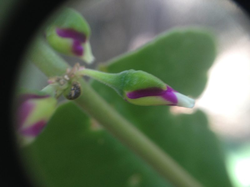 Amphipetalum paraguayense, photographed by Étienne Lacroix-Carignan