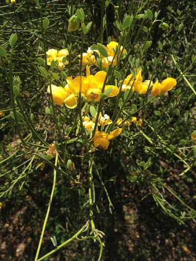 Senna chloroclada, photographed by Étienne Lacroix-Carignan
