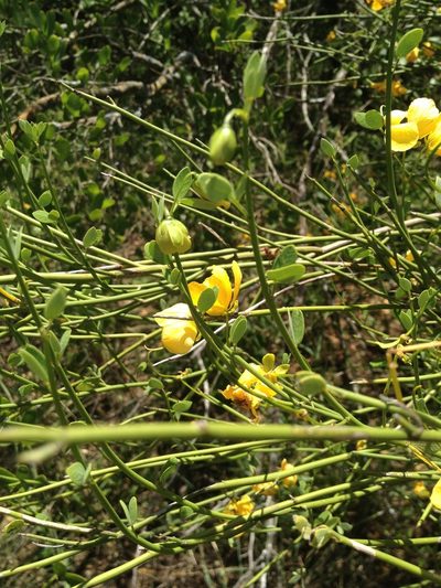 Senna chloroclada, photographed by Étienne Lacroix-Carignan