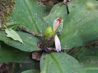 Costus elegans, photographed by Lena Struwe