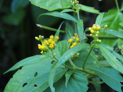 Neurolaena lobata, photographed by Lena Struwe
