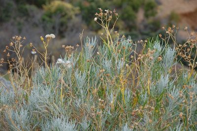 Senecio cinerascens, photographed by Charles Stirton
