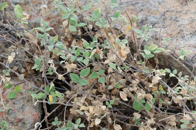 Rhynchosia schlechteri, photographed by Charles Stirton