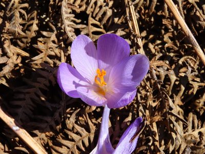 Crocus neapolitanus, photographed by Emanuele Santarelli