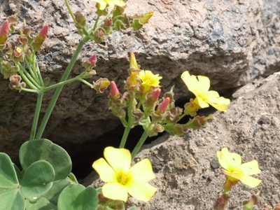 Oxalis megalorrhiza, photographed by cstobie