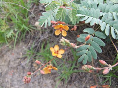 Hoffmannseggia prostrata, photographed by cstobie