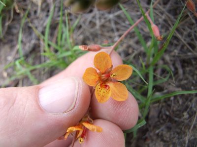 Hoffmannseggia prostrata, photographed by cstobie