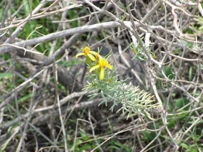 Senecio yurensis, photographed by cstobie