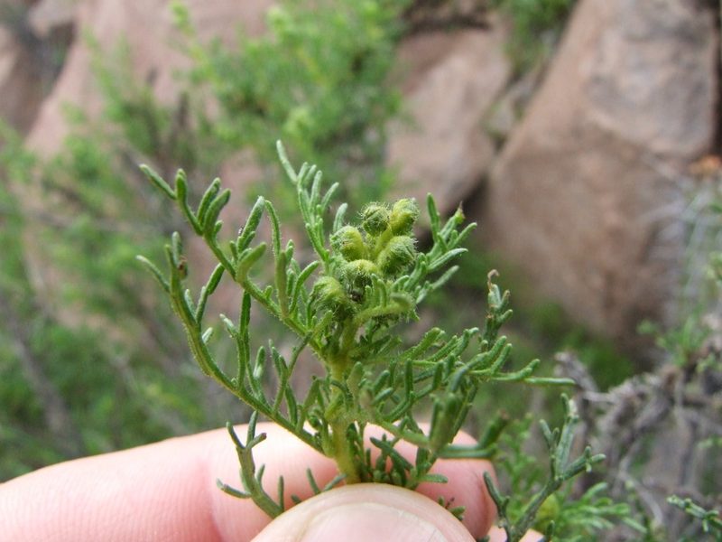 Ambrosia artemisioides, photographed by cstobie