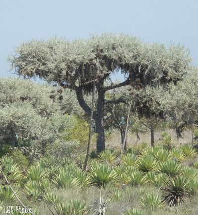 Euphorbia stenoclada, photographed by lallen