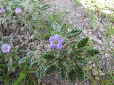 Tiquilia elongata, photographed by cstobie