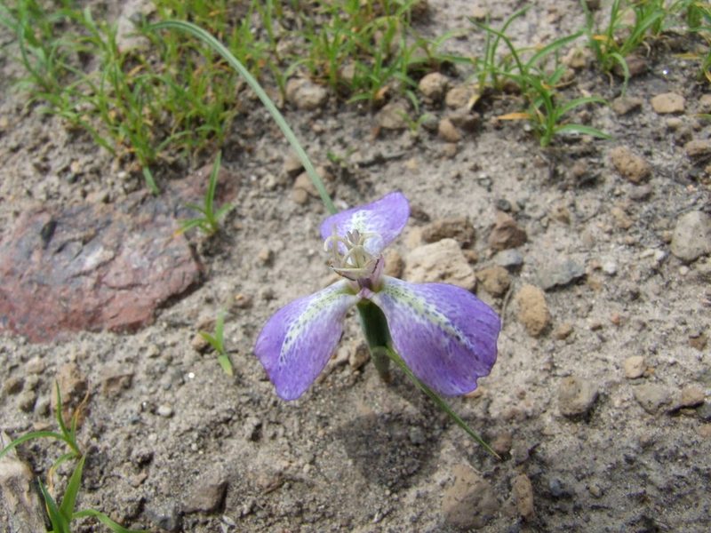 Mastigostyla hoppii, photographed by cstobie