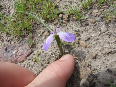 Mastigostyla hoppii, photographed by cstobie