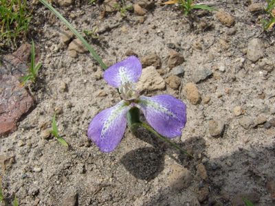 Mastigostyla hoppii, photographed by cstobie