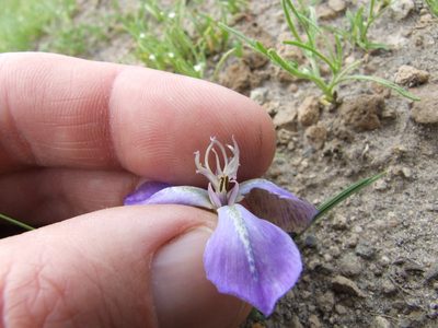 Mastigostyla hoppii, photographed by cstobie