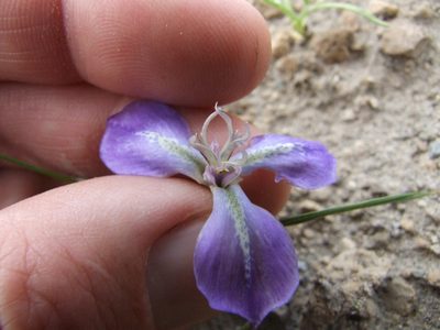 Mastigostyla hoppii, photographed by cstobie