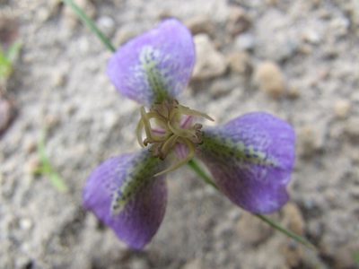 Mastigostyla hoppii, photographed by cstobie