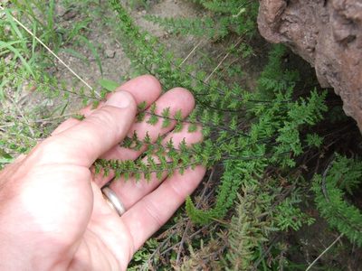 Quechuapteris pruinata, photographed by cstobie