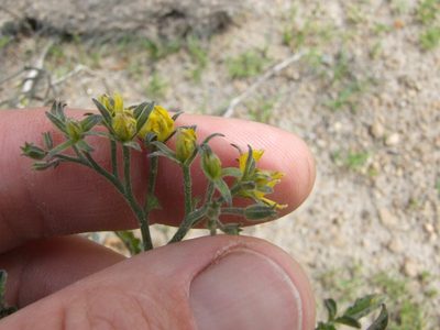 Solanum corneliomulleri, photographed by cstobie