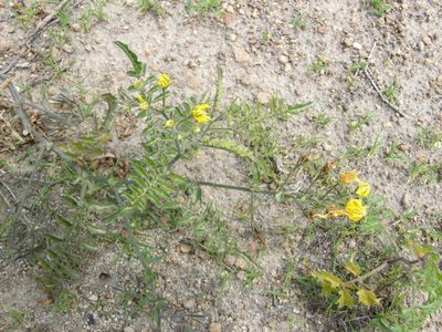 Solanum corneliomulleri, photographed by cstobie