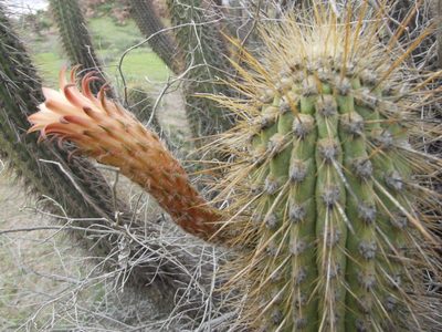 Weberbauerocereus weberbaueri, photographed by cstobie
