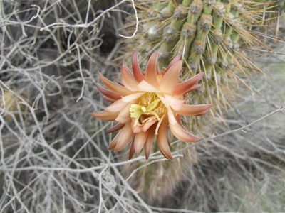 Weberbauerocereus weberbaueri, photographed by cstobie