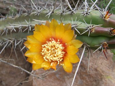 Corryocactus aureus, photographed by cstobie