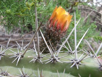 Corryocactus aureus, photographed by cstobie