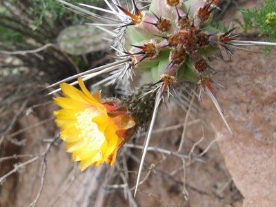 Corryocactus aureus, photographed by cstobie