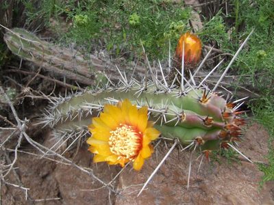 Corryocactus aureus, photographed by cstobie
