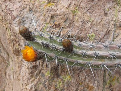 Corryocactus aureus, photographed by cstobie