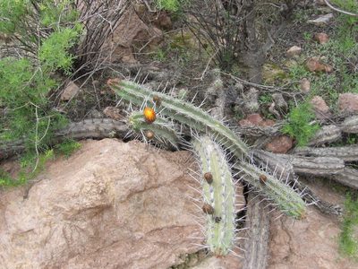 Corryocactus aureus, photographed by cstobie