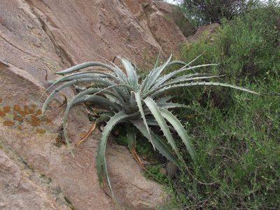 Puya cylindrica, photographed by cstobie