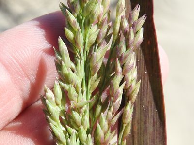 Panicum amarum, photographed by Sam Kieschnick