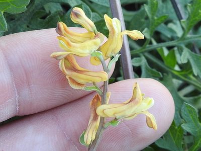 Corydalis micrantha, photographed by Sam Kieschnick
