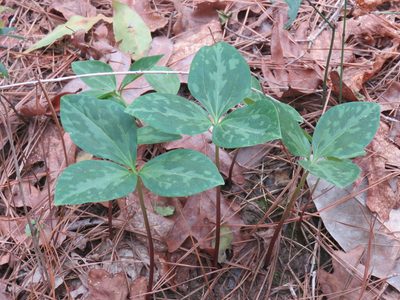 Trillium gracile, photographed by Laura Clark