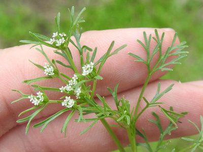 Ammoselinum popei, photographed by Sam Kieschnick