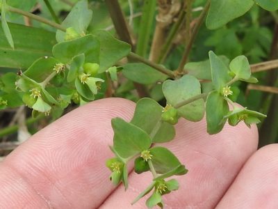 Euphorbia helleri, photographed by Sam Kieschnick
