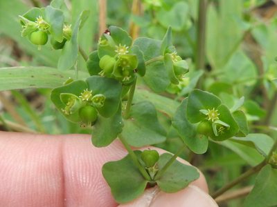 Euphorbia helleri, photographed by Sam Kieschnick