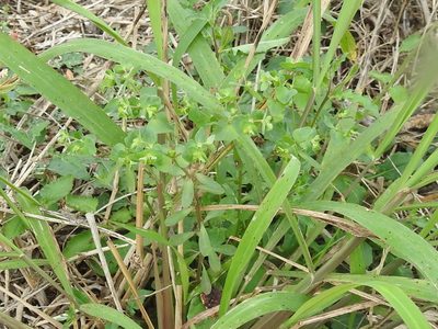 Euphorbia helleri, photographed by Sam Kieschnick