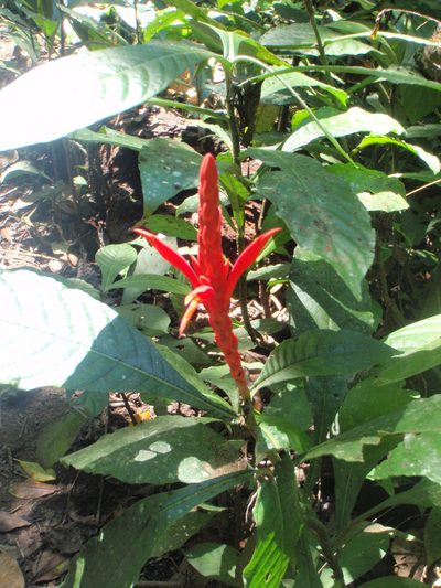 Aphelandra lingua-bovis, photographed by Rob Foster