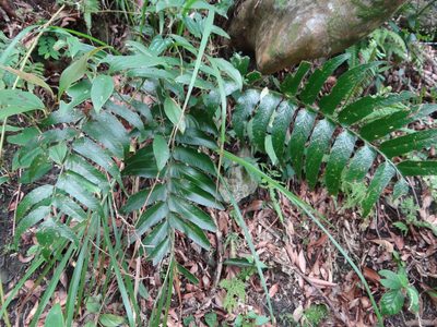 Cyrtomium devexiscapulae, photographed by 呂一起(Lyu yi-chi)