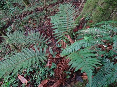 Polystichum parvipinnulum, photographed by 呂一起(Lyu yi-chi)
