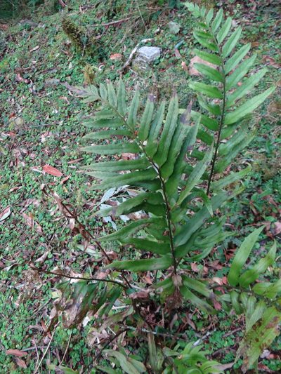 Polystichum hookerianum, photographed by 呂一起(Lyu yi-chi)