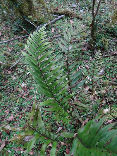 Polystichum hookerianum, photographed by 呂一起(Lyu yi-chi)