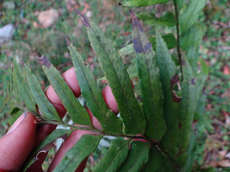 Polystichum hookerianum, photographed by 呂一起(Lyu yi-chi)
