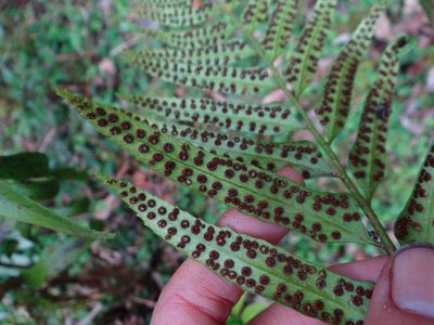 Polystichum hookerianum, photographed by 呂一起(Lyu yi-chi)