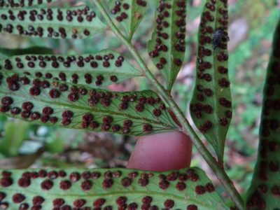 Polystichum hookerianum, photographed by 呂一起(Lyu yi-chi)